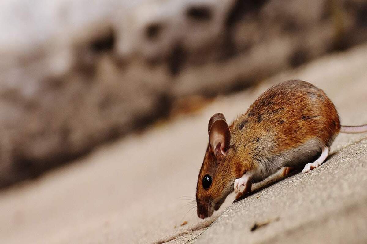Facts About Effective Rat Control
