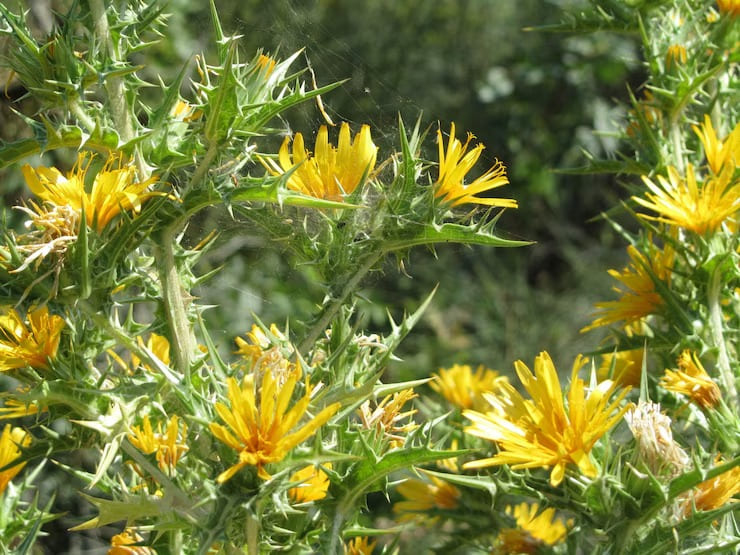 Thorough Analysis On The Wild Flower Meadow Seeds