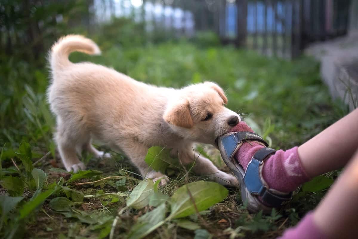 Find What A Pro Has To Say About The Bite Injury Attorney