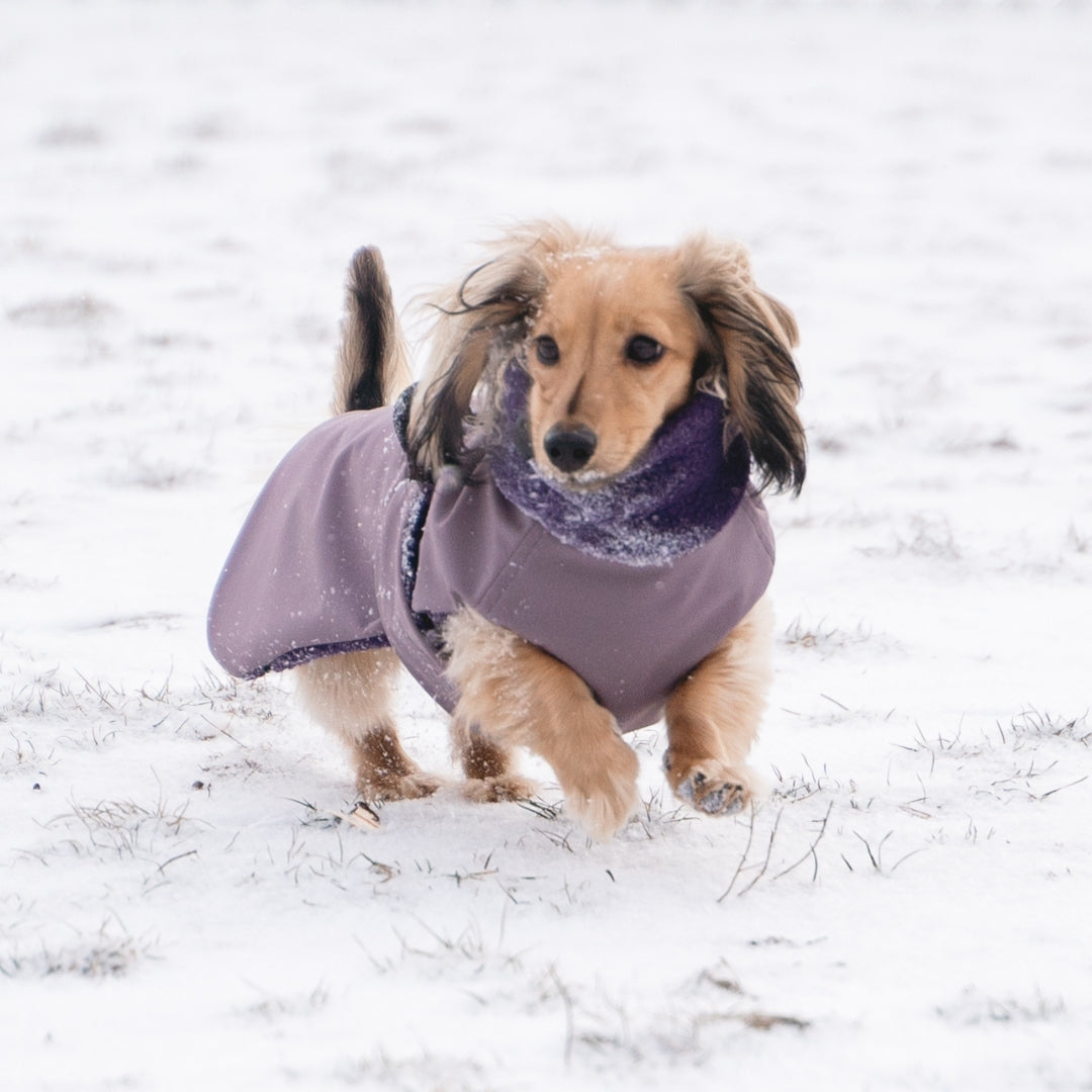 What Every User Should Look At Dog Coats for Dachshunds