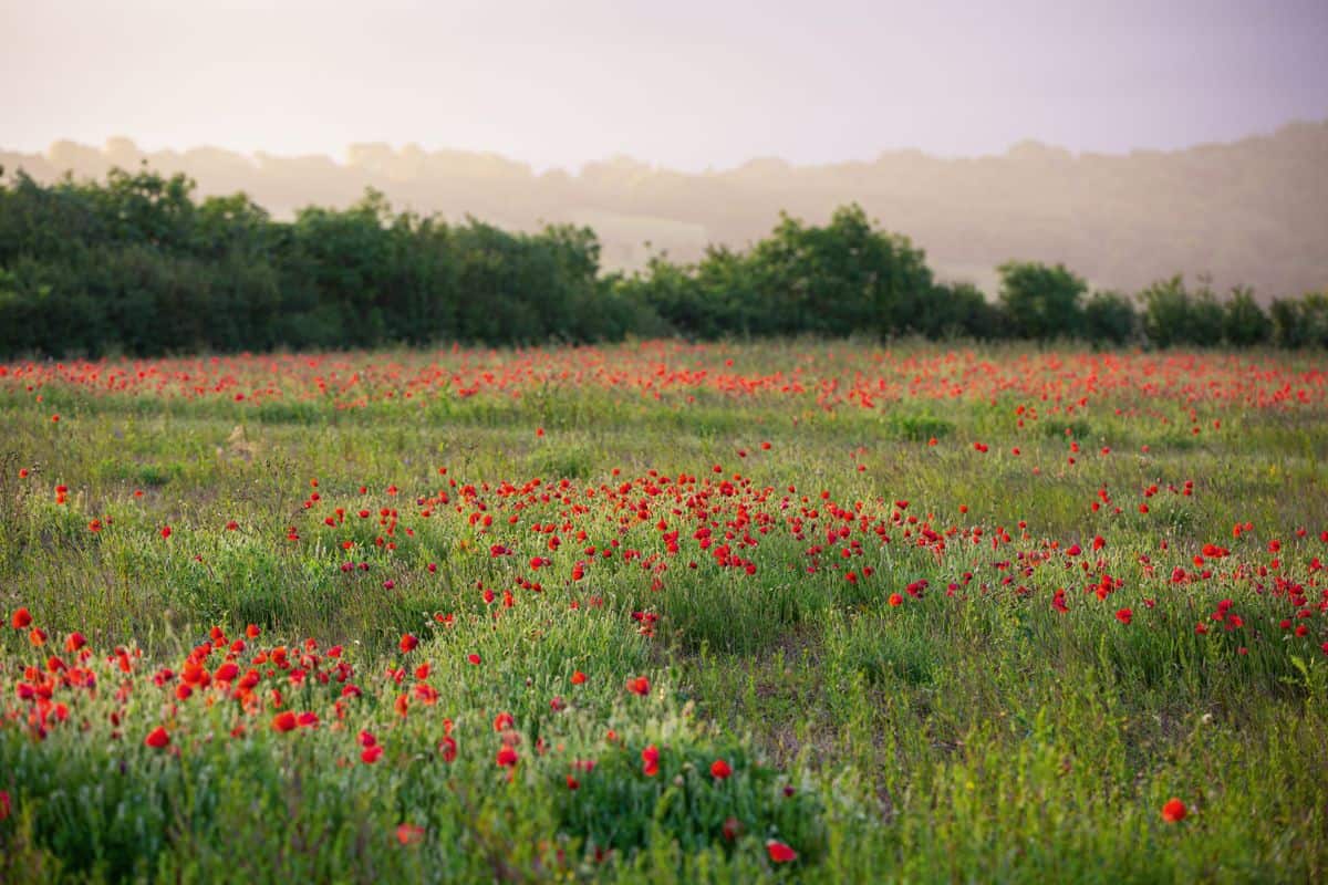 Great Things About Wildflower Seed Blend